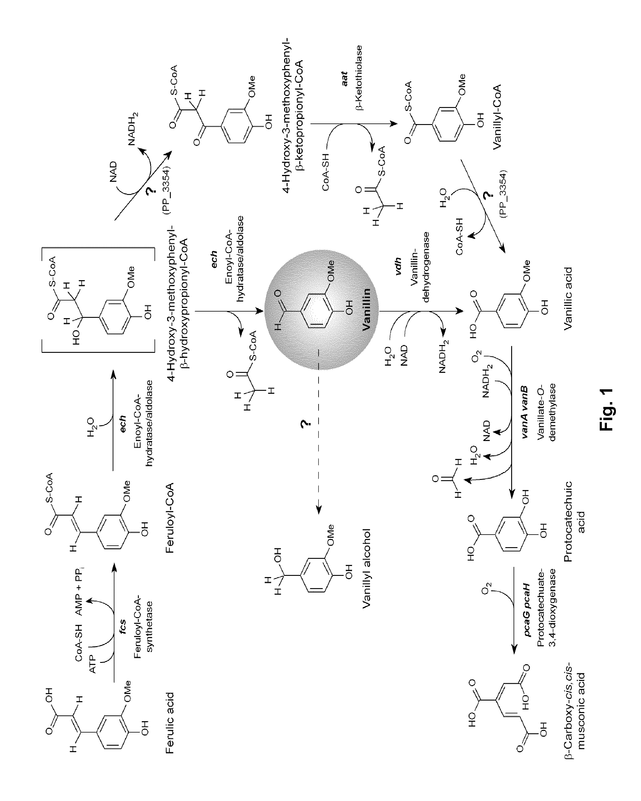 Genetic engineering of pseudomonas putida kt2440 for rapid and high yield production of vanillin from ferulic acid