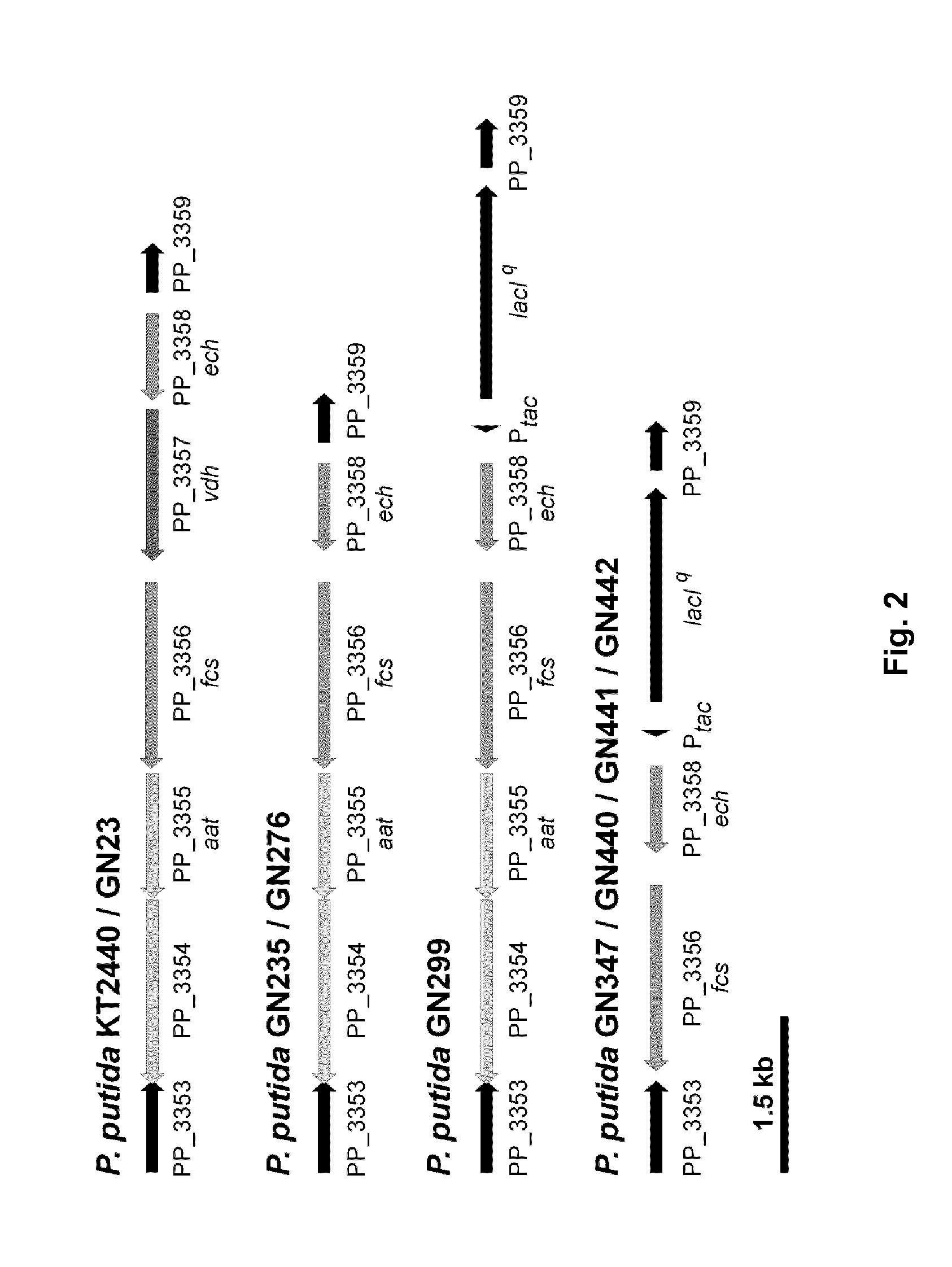 Genetic engineering of pseudomonas putida kt2440 for rapid and high yield production of vanillin from ferulic acid