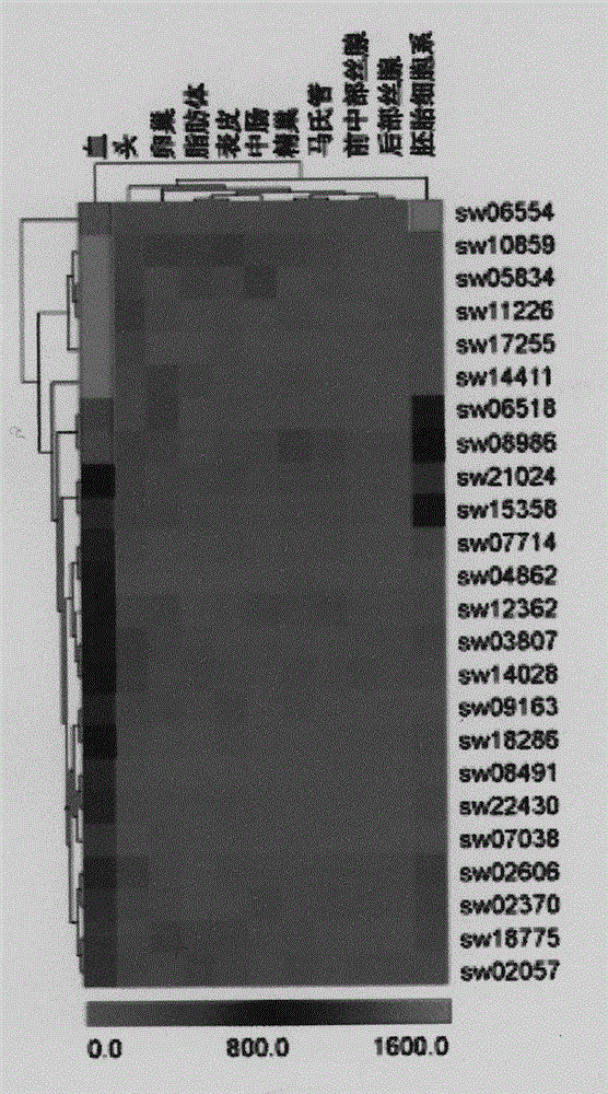 Identification of silkworm hemocyte specific expressed gene cathepsin O regulation element