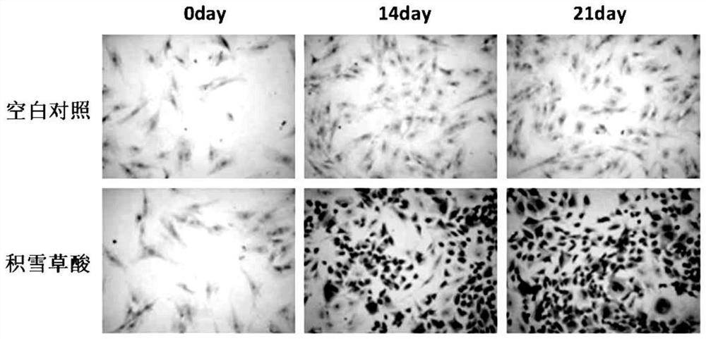 Use of asiatic acid for promoting the proliferation of human adipose-derived mesenchymal stem cells in vitro and inducing their chondrogenic differentiation