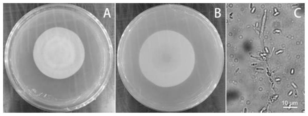 Isaria javanica strain and application thereof in prevention and treatment of phyllotreta striolata