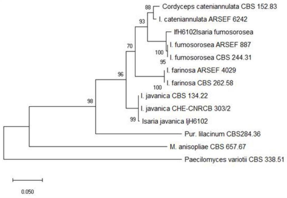 Isaria javanica strain and application thereof in prevention and treatment of phyllotreta striolata