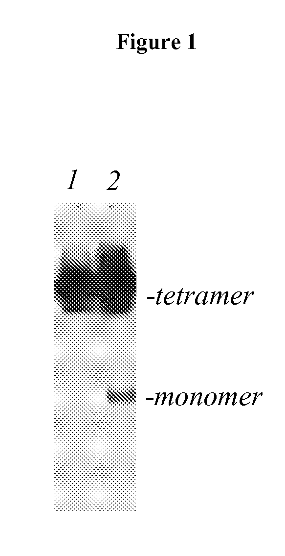 Monoclonal Antibodies That Specifically Block Biological Activity Of A Tumor Antigen