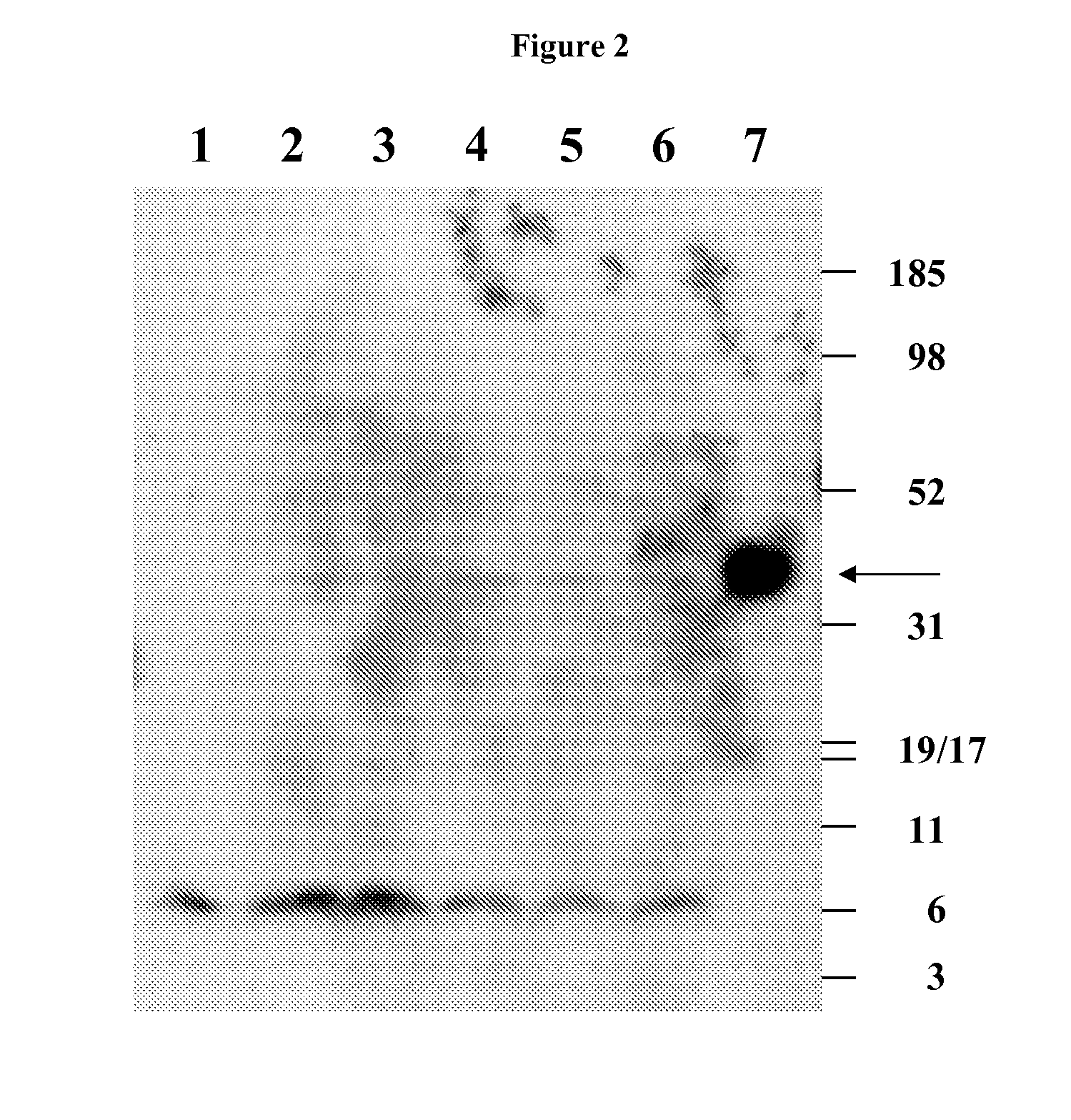 Monoclonal Antibodies That Specifically Block Biological Activity Of A Tumor Antigen