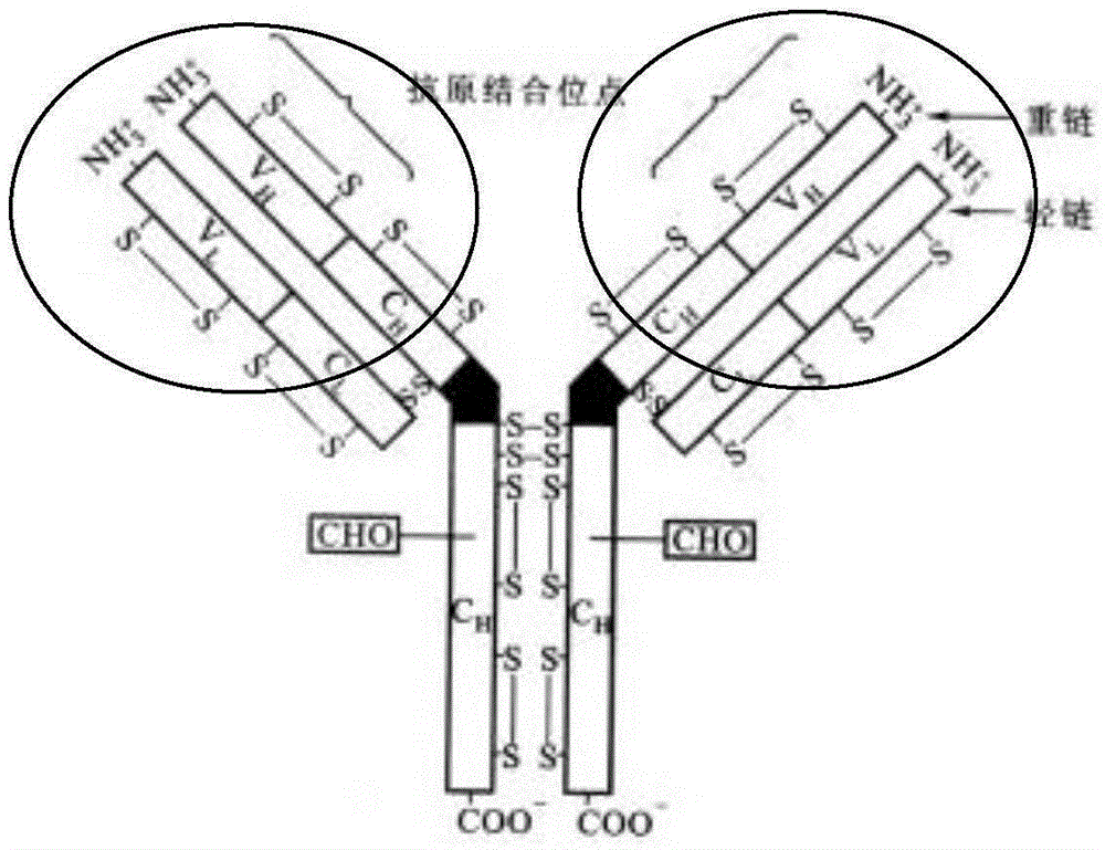 A triple gold label detection test strip for antibodies against classical swine fever virus, porcine reproductive and respiratory syndrome virus, and pseudorabies virus