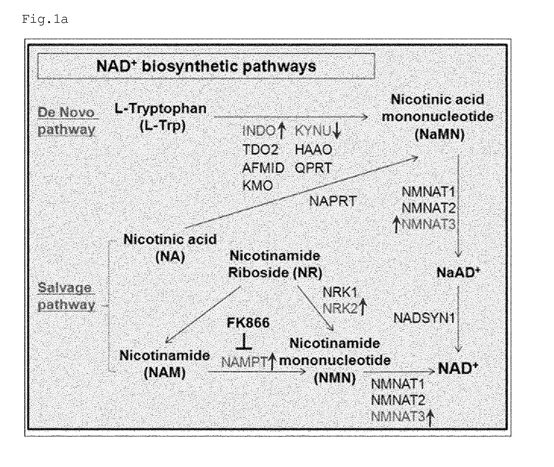 Metabolite for improving production, maintenance and proliferation of pluripotent stem cells, composition comprising the same, and method of culturing pluripotent stem cell using the same