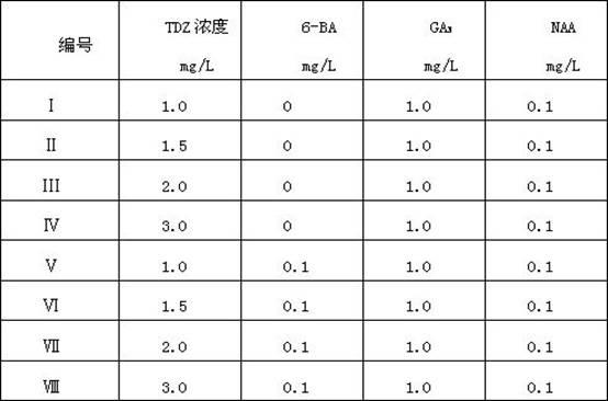 Plant regeneration method by using giant tea rose stem segment as explant