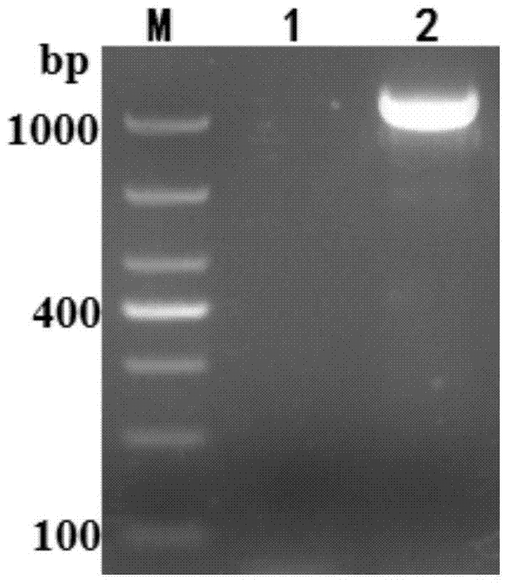 Recombinant protein coded by grass carp reovirus (GCRV) type-II S10 gene, polyclonal antibody prepared from recombinant protein and application of recombinant protein