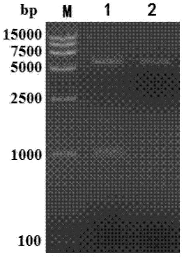 Recombinant protein coded by grass carp reovirus (GCRV) type-II S10 gene, polyclonal antibody prepared from recombinant protein and application of recombinant protein