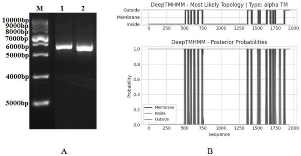 Cordyceps militaris membrane protein beta-1, 3-glucan synthetase as well as preparation method and application thereof