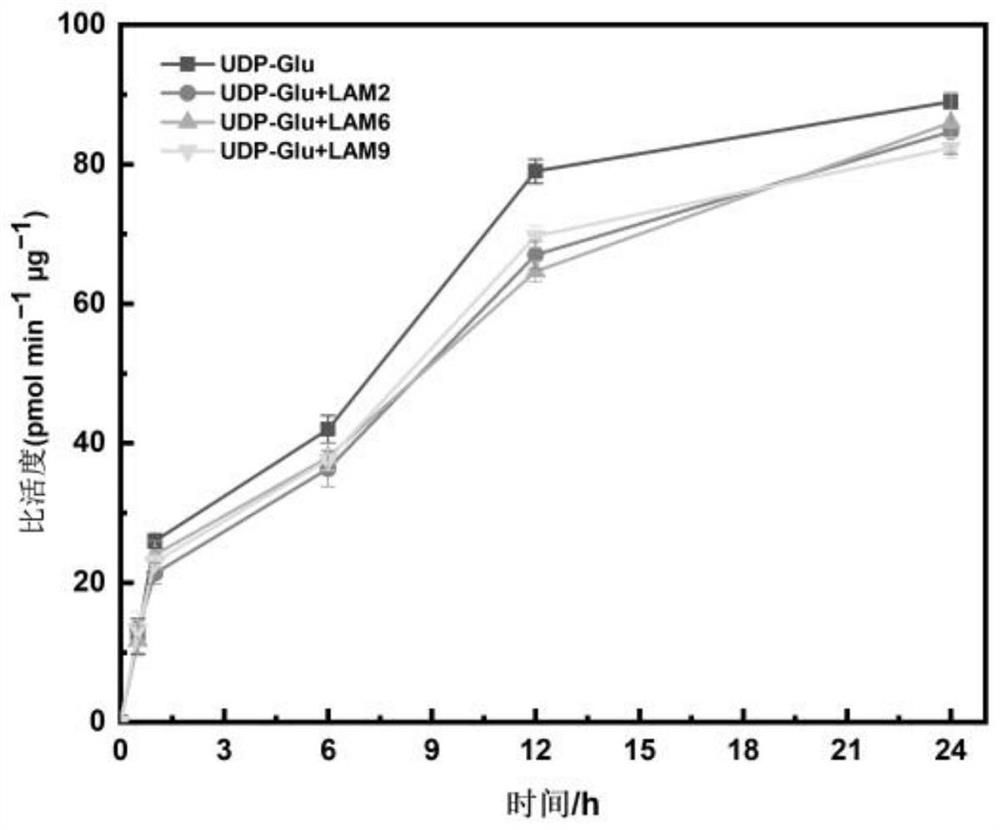 Cordyceps militaris membrane protein beta-1, 3-glucan synthetase as well as preparation method and application thereof