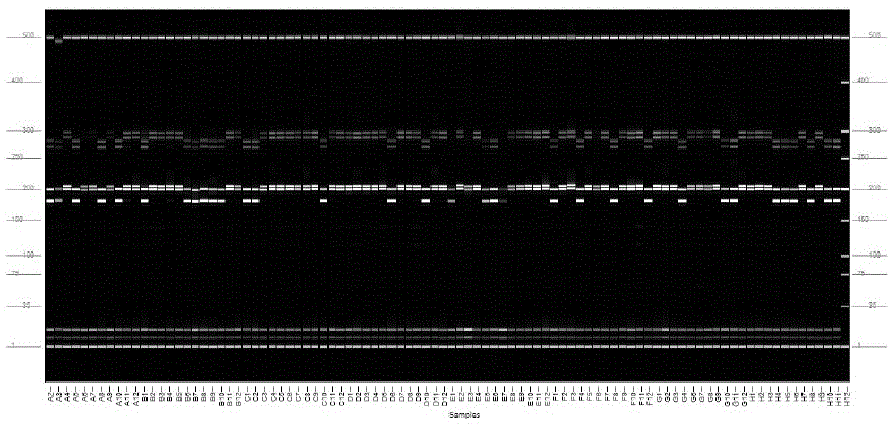 Cotton blastogenesis identification method based on SSR markers and capillary electrophoresis