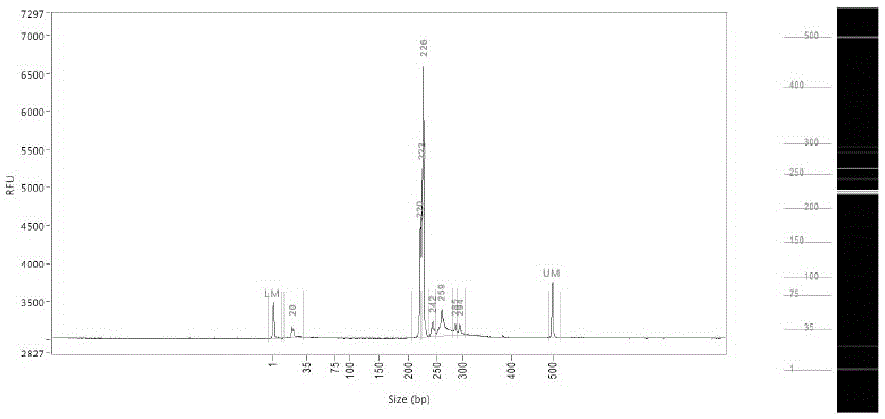 Cotton blastogenesis identification method based on SSR markers and capillary electrophoresis