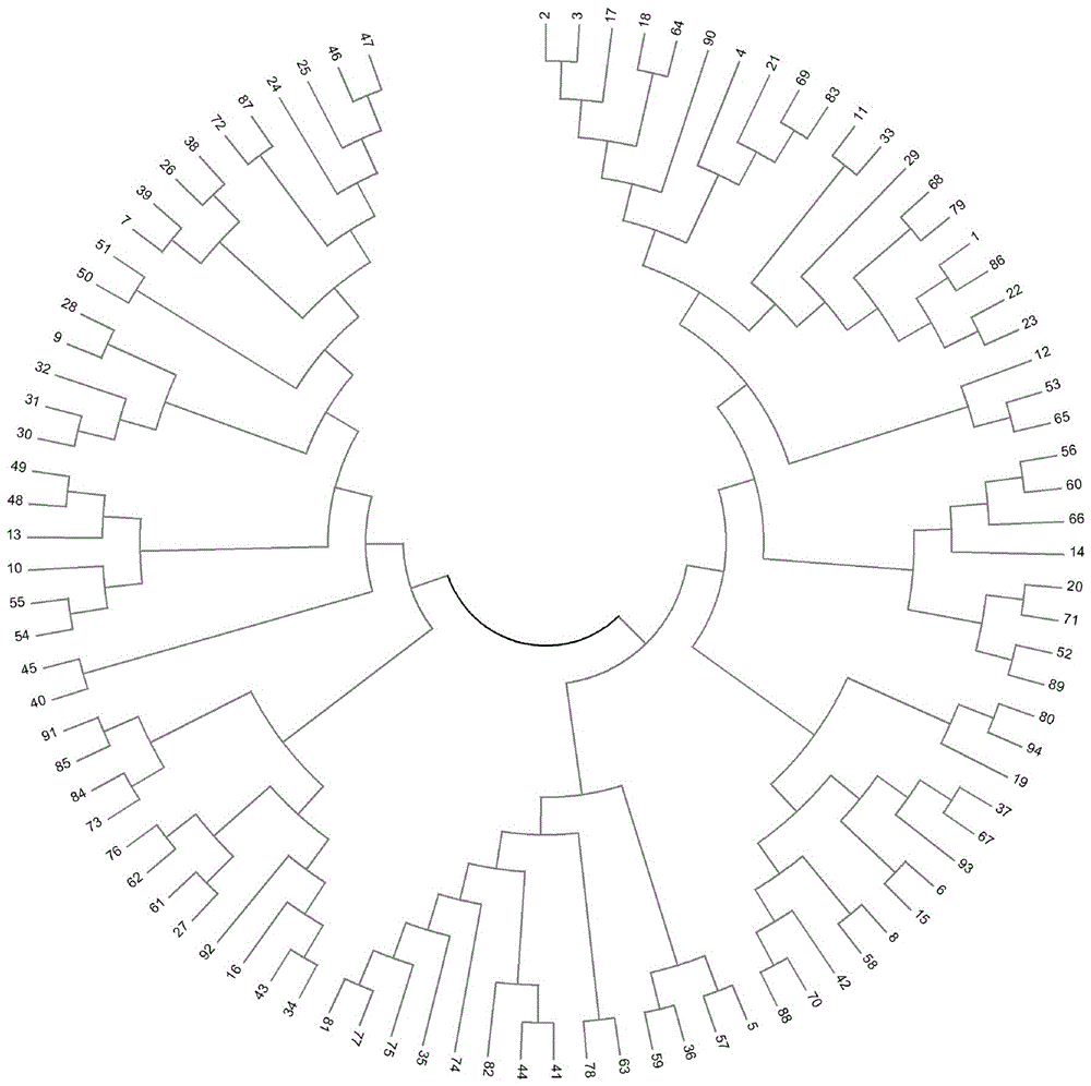 Cotton blastogenesis identification method based on SSR markers and capillary electrophoresis