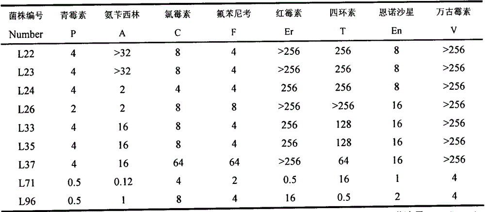 Lactobacillus salivarius separated from pig intestinal tract and used for producing fermented feed