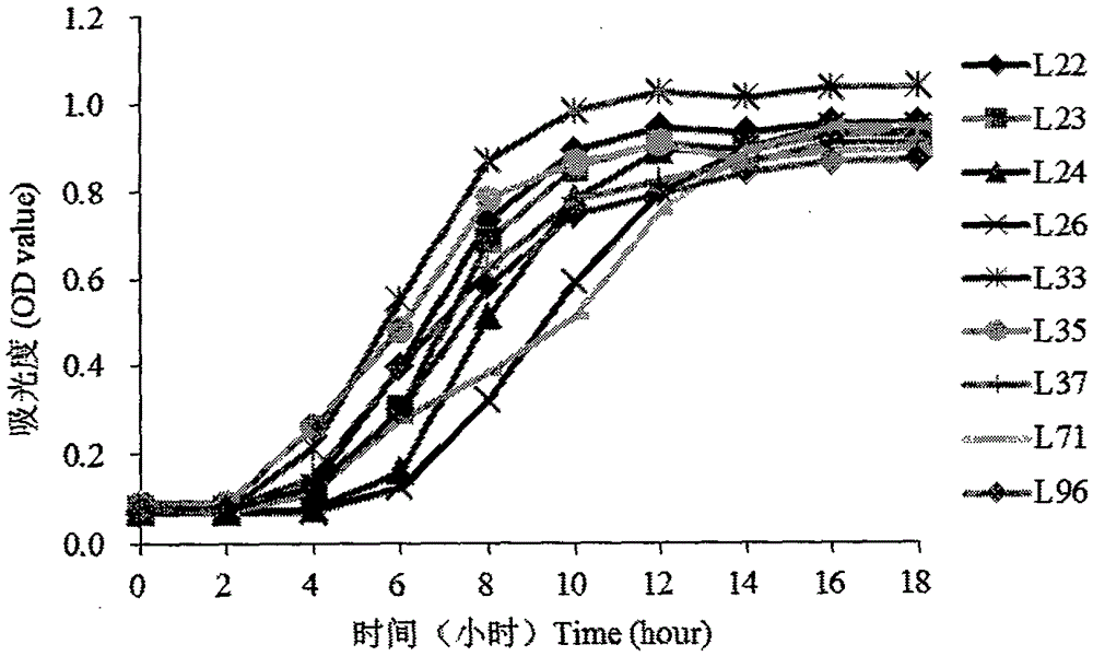 Lactobacillus salivarius separated from pig intestinal tract and used for producing fermented feed