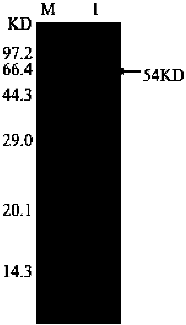 Bacterial glutamine synthetase and preparation method thereof