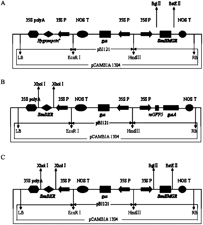 Method of increasing content of tanshinone in hairy roots of salvia miltiorrhiza bunge through cotransformation of SmHMGR and SmDXR double genes