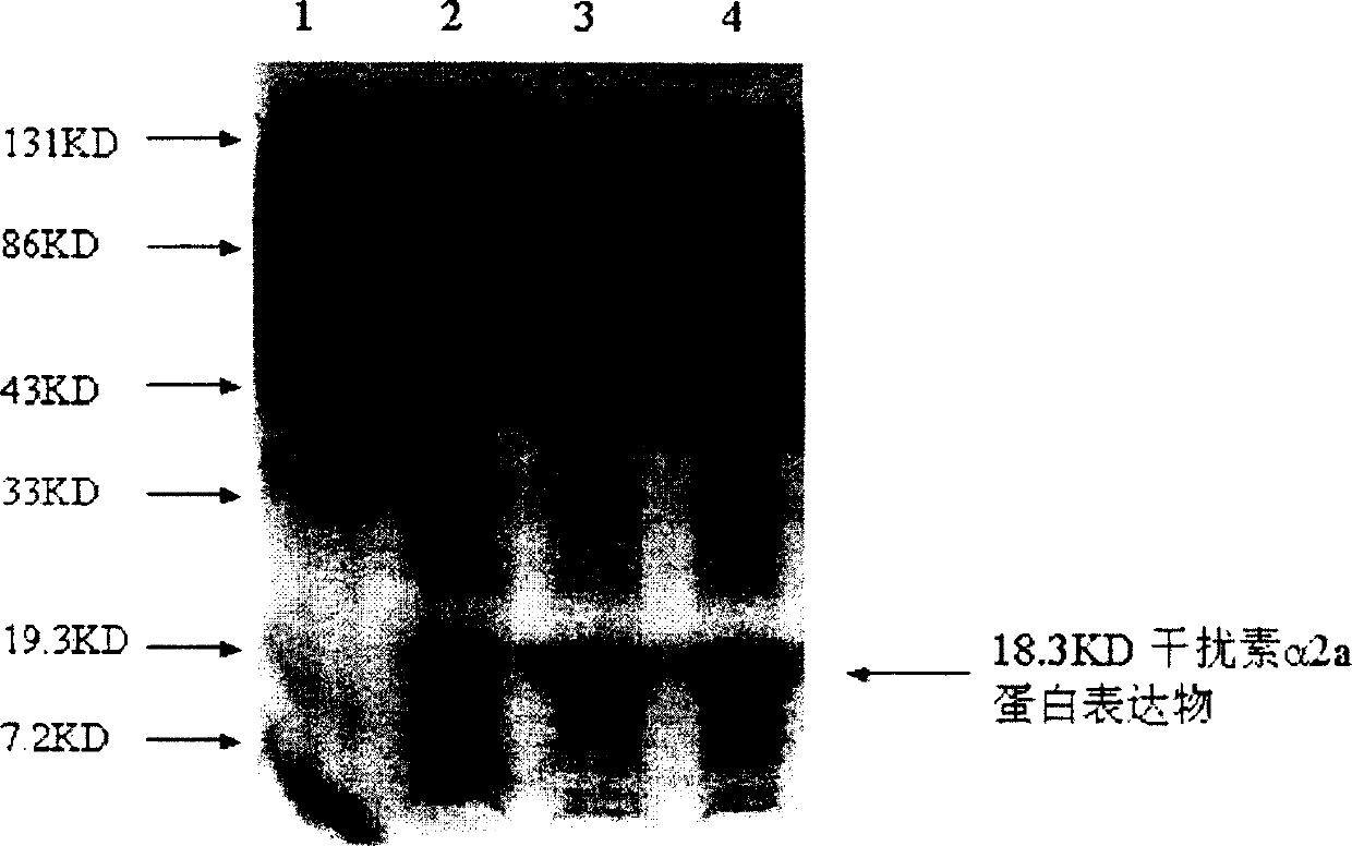 Human interferon alpha 2a gene cDNA code modification recombination sequence