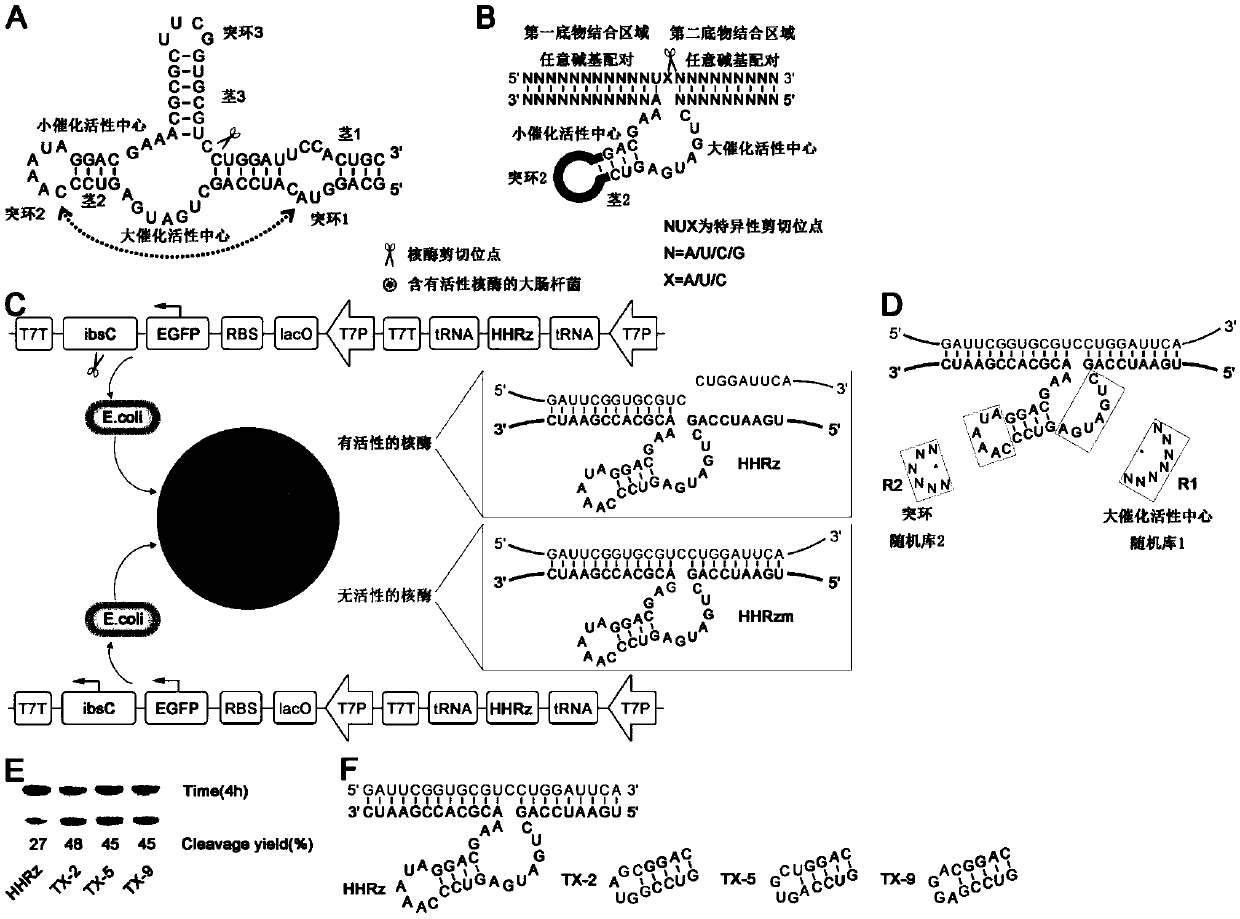 Hammerhead ribozyme screened in vitro and capable of shearing RNA