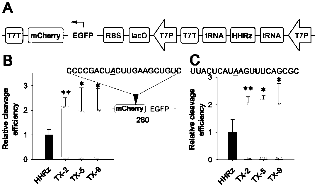 Hammerhead ribozyme screened in vitro and capable of shearing RNA