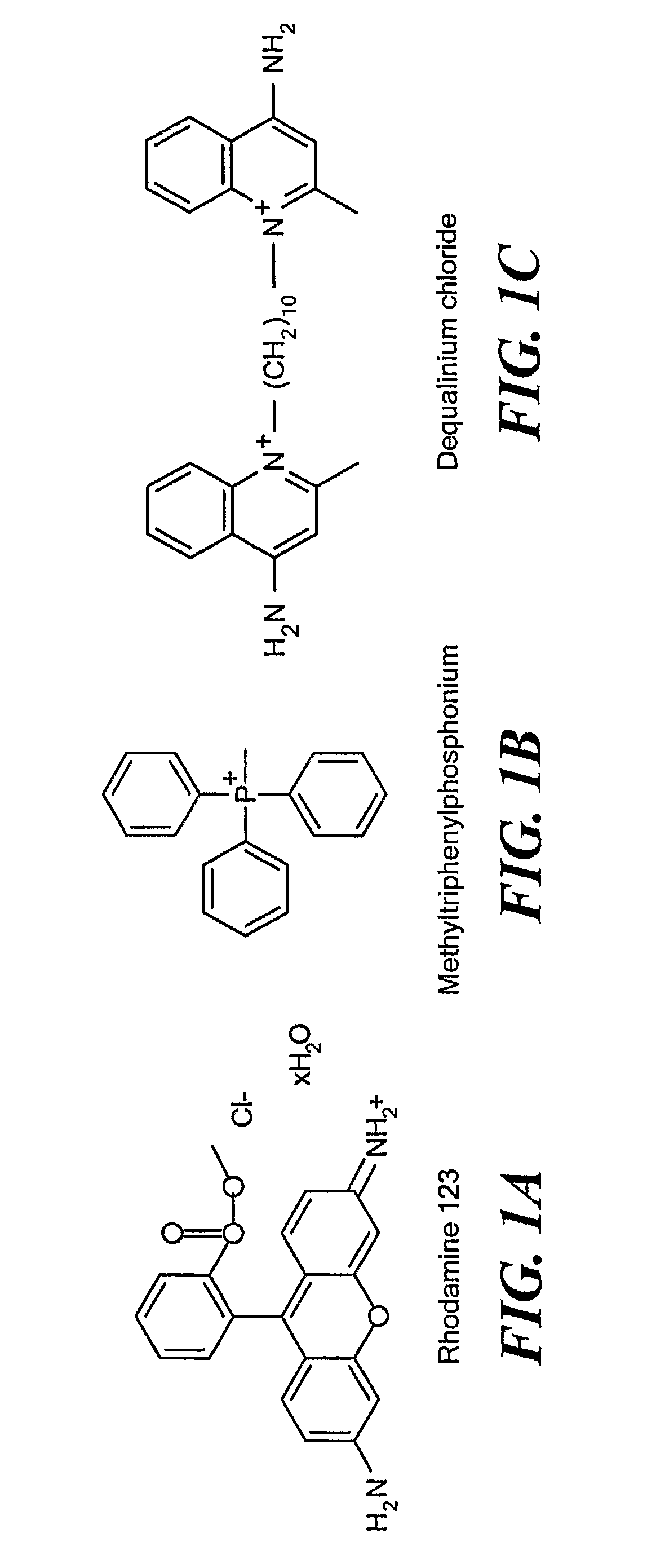 Mitochondriotropic Phospholipid Vesicles