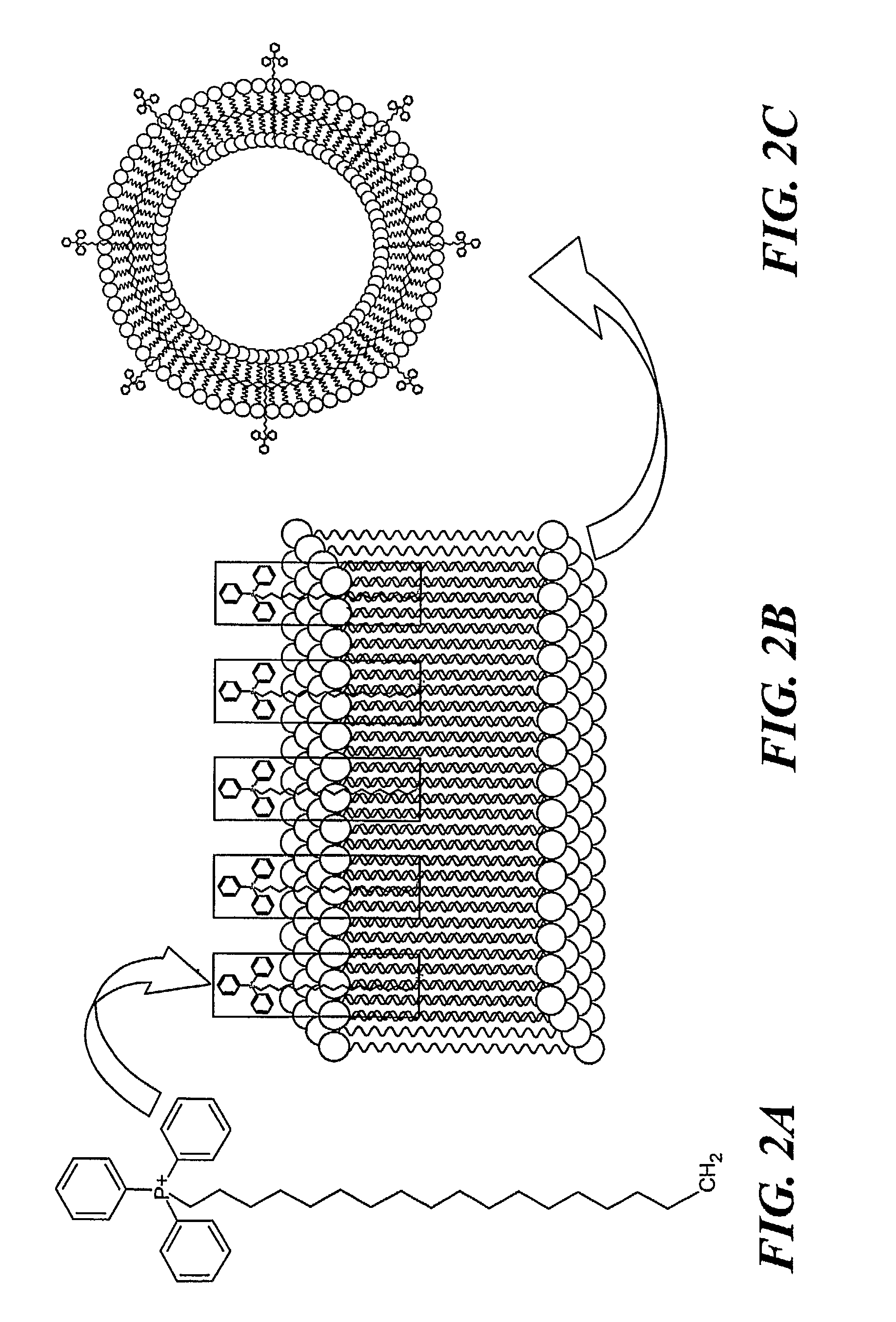 Mitochondriotropic Phospholipid Vesicles