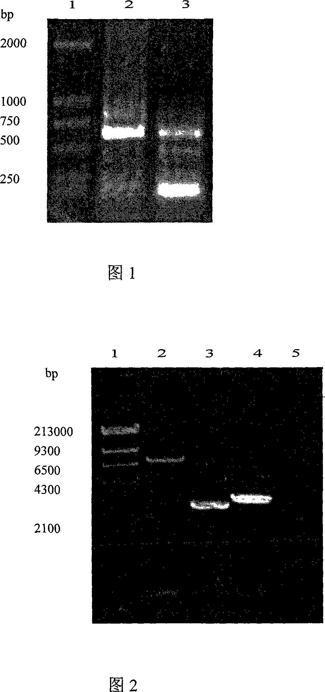 Gene producing glycerin candida NAD+ depending- glycerin3- glycerophosphate dehydrogenase and clone thereof