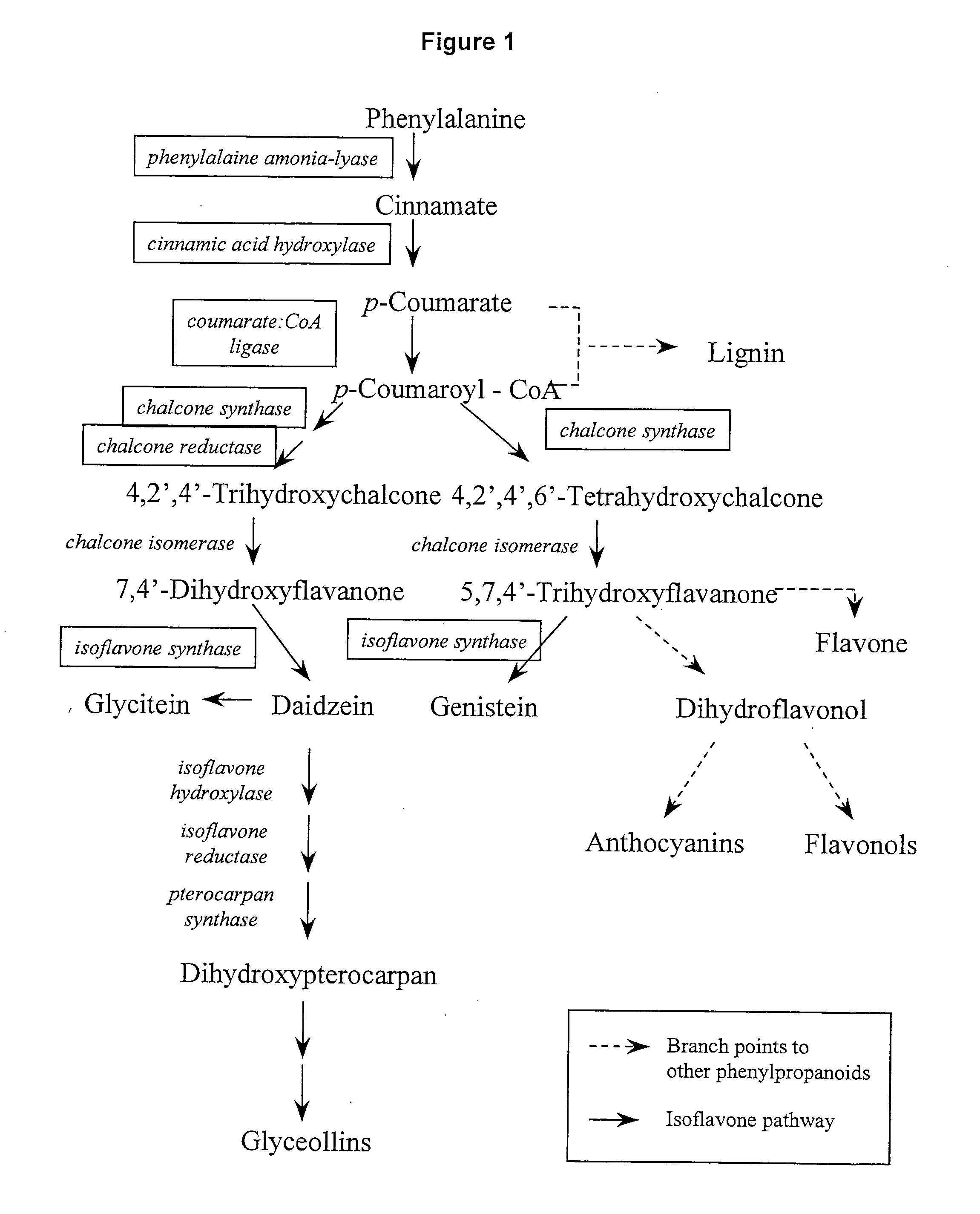 Chalcone isomerase