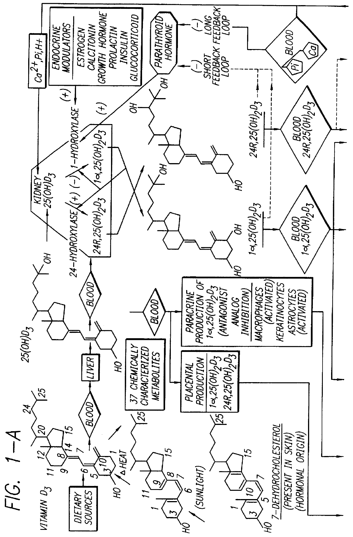 Therapeutically effective 1 alpha ,25-dihydroxyvitamin D3 analogs