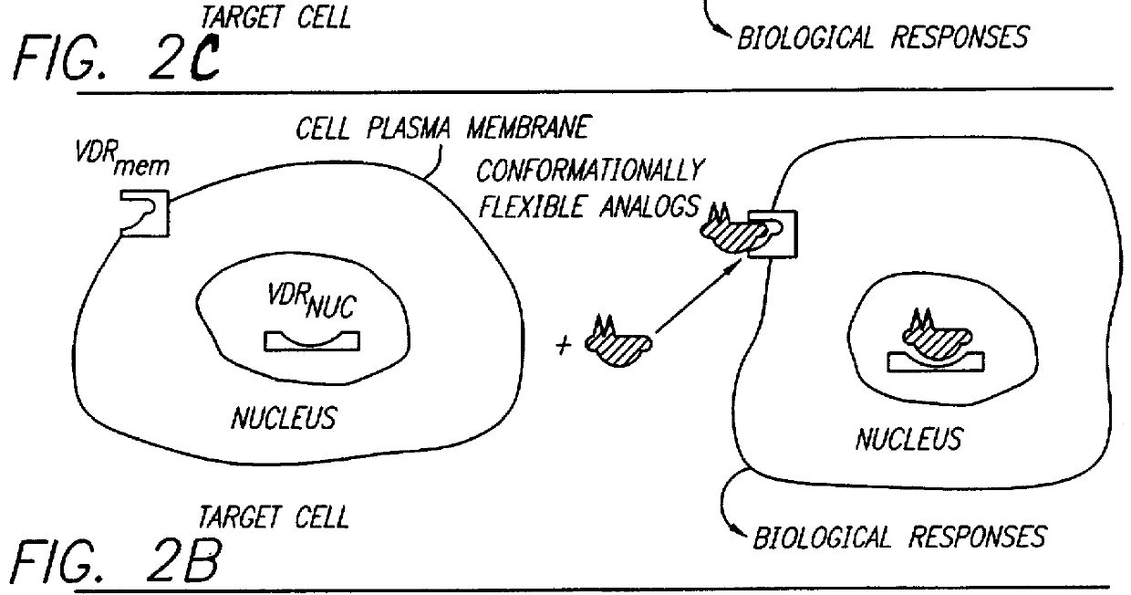 Therapeutically effective 1 alpha ,25-dihydroxyvitamin D3 analogs