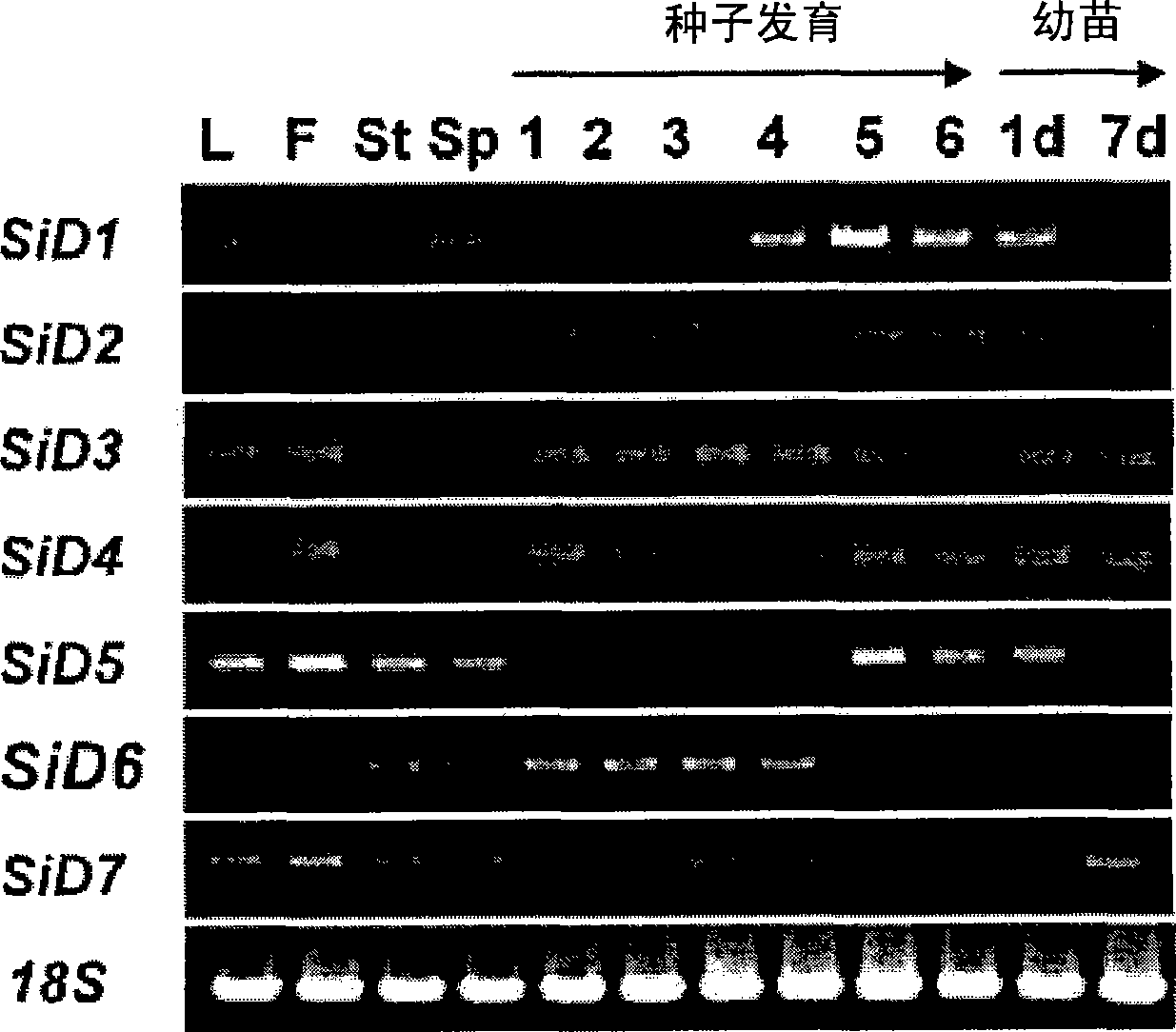 Lignans hydroxylase