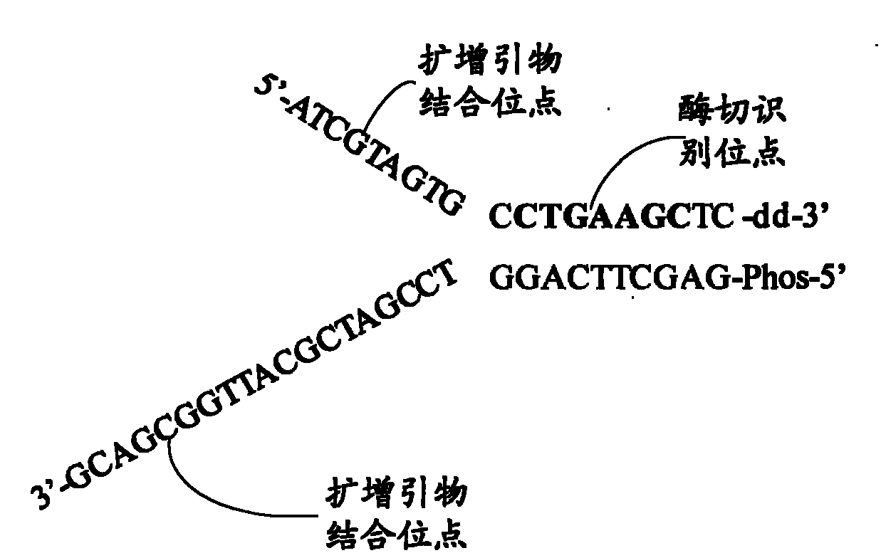 System and method for constructing sequencing library