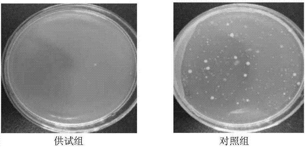 Blumea balsamifera gynecological washing lotion, and preparation method and applications thereof