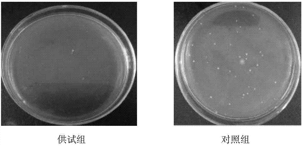 Blumea balsamifera gynecological washing lotion, and preparation method and applications thereof