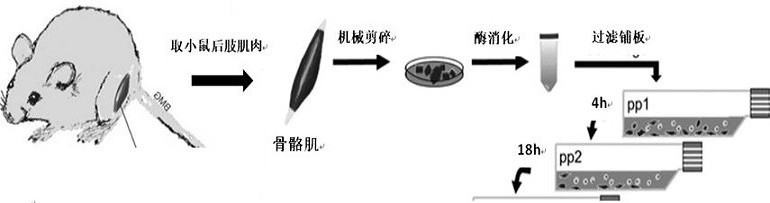 Method for efficiently separating intramuscular fibroblast-lipogenic progenitor cells of mouse