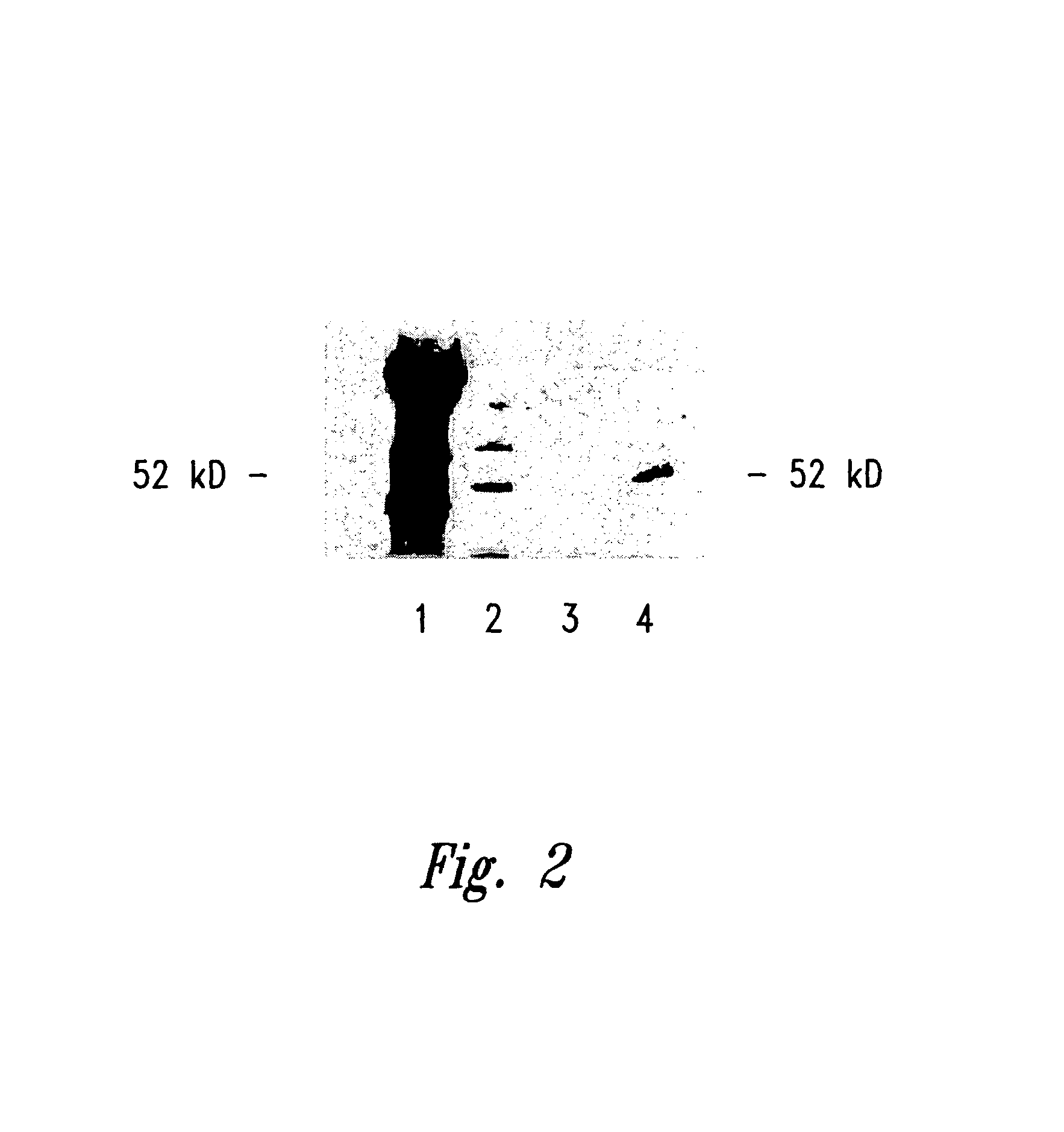 Compositions and methods for WT1 specific immunotherapy