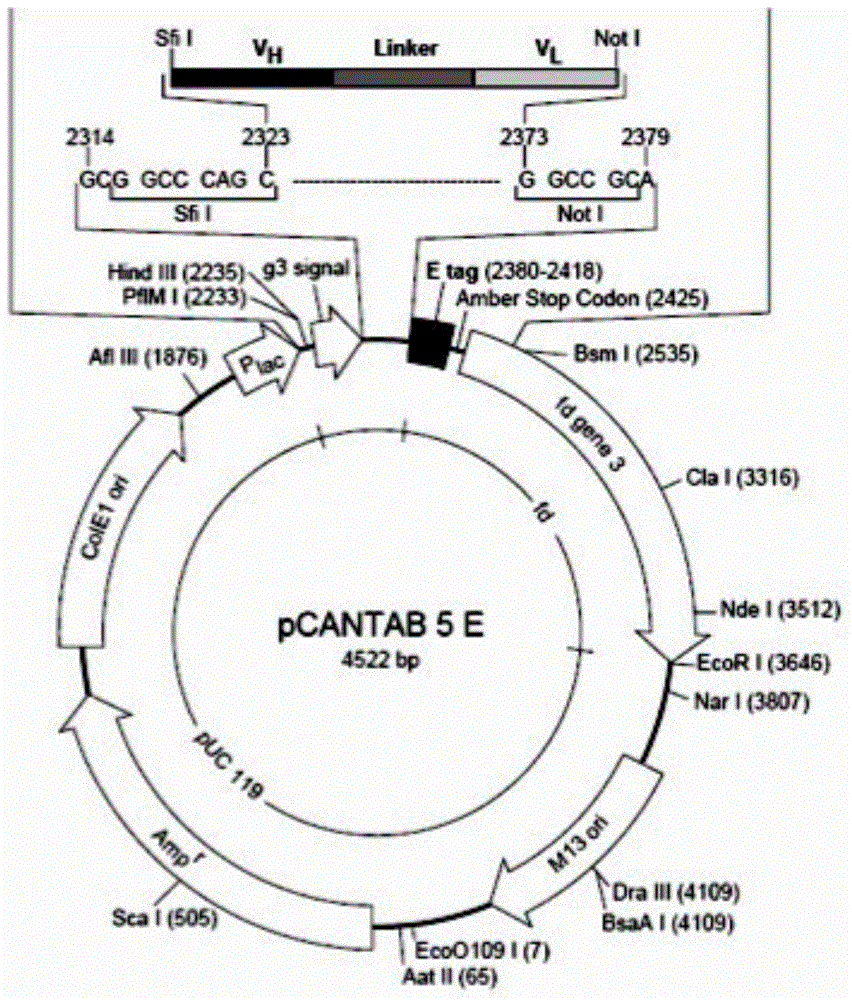 Bovine-derived anti-staphylococcus aureus genetic engineering single-chain antibody, preparation method and application thereof