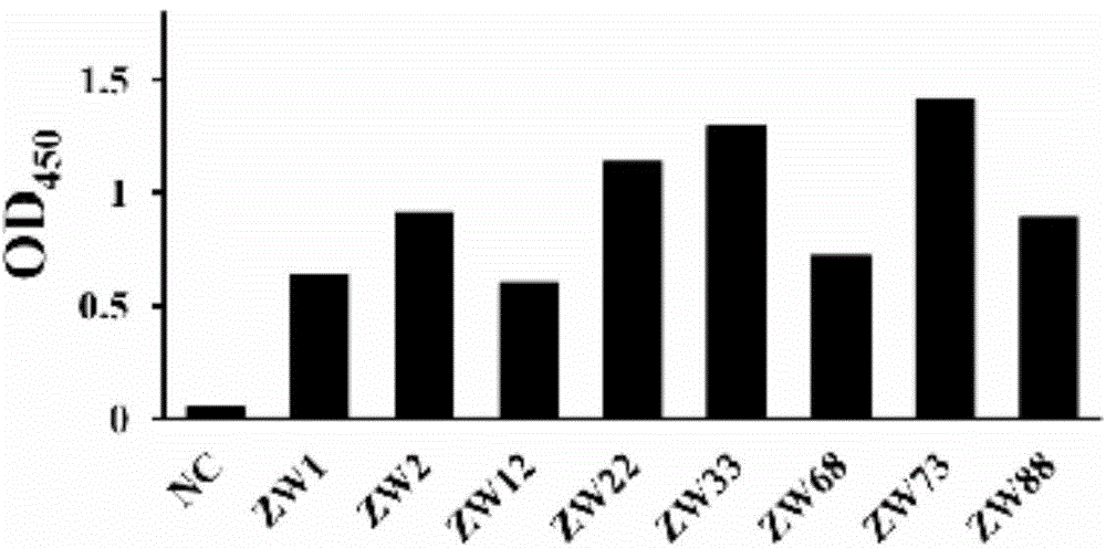 Bovine-derived anti-staphylococcus aureus genetic engineering single-chain antibody, preparation method and application thereof