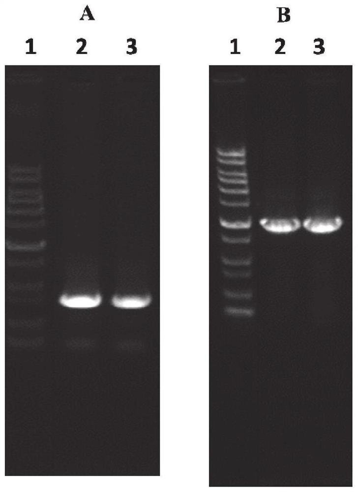 Genetic engineering strain capable of highly producing phenazine-1-carboxylic acid, and construction method and applications thereof