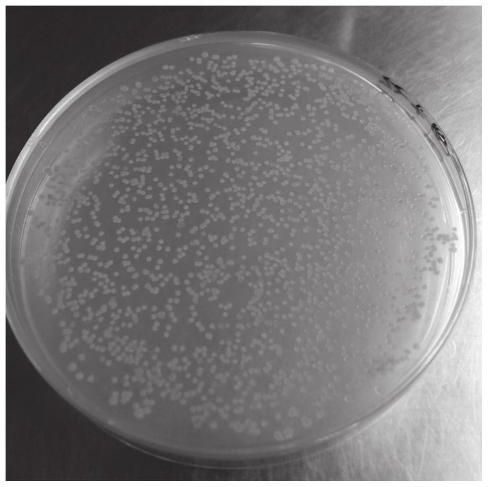 Genetic engineering strain capable of highly producing phenazine-1-carboxylic acid, and construction method and applications thereof