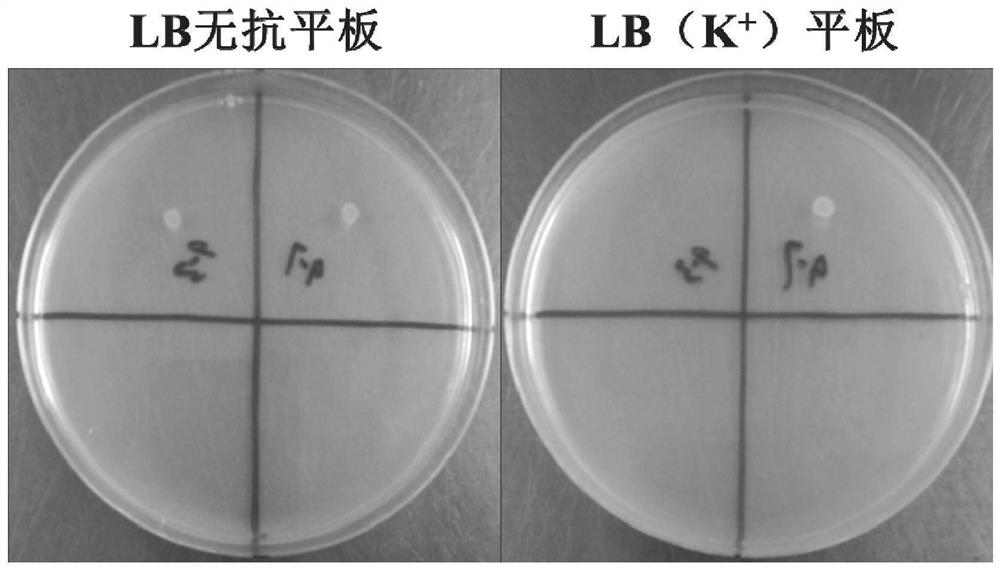 Genetic engineering strain capable of highly producing phenazine-1-carboxylic acid, and construction method and applications thereof