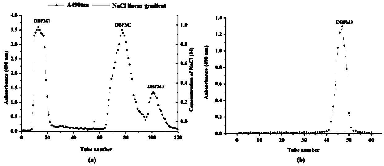 Mycelia polysaccharide of Nicotiana fumigatus and its preparation method and application