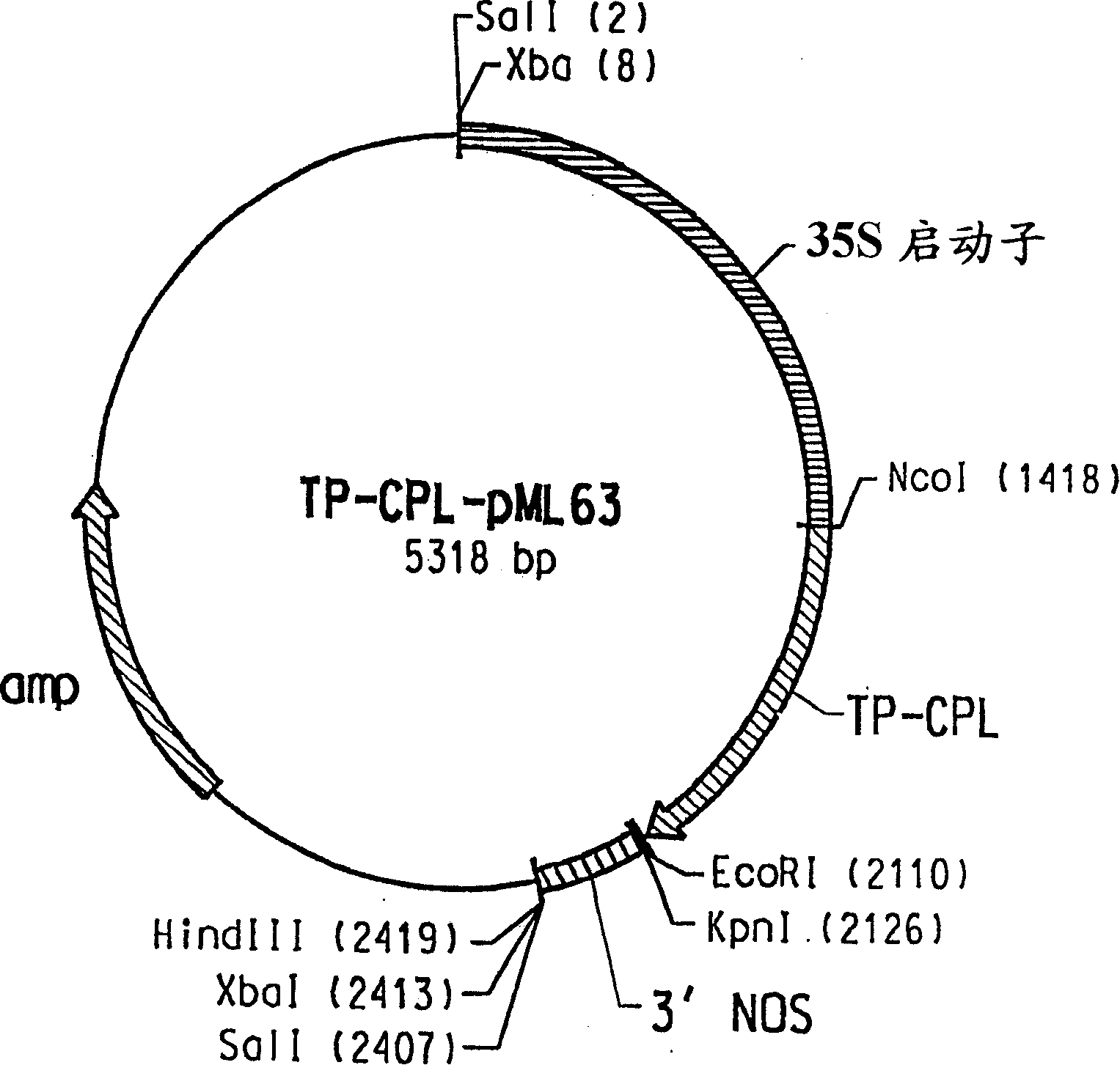 High level production of P-hydroxybenzoic acid in green plants