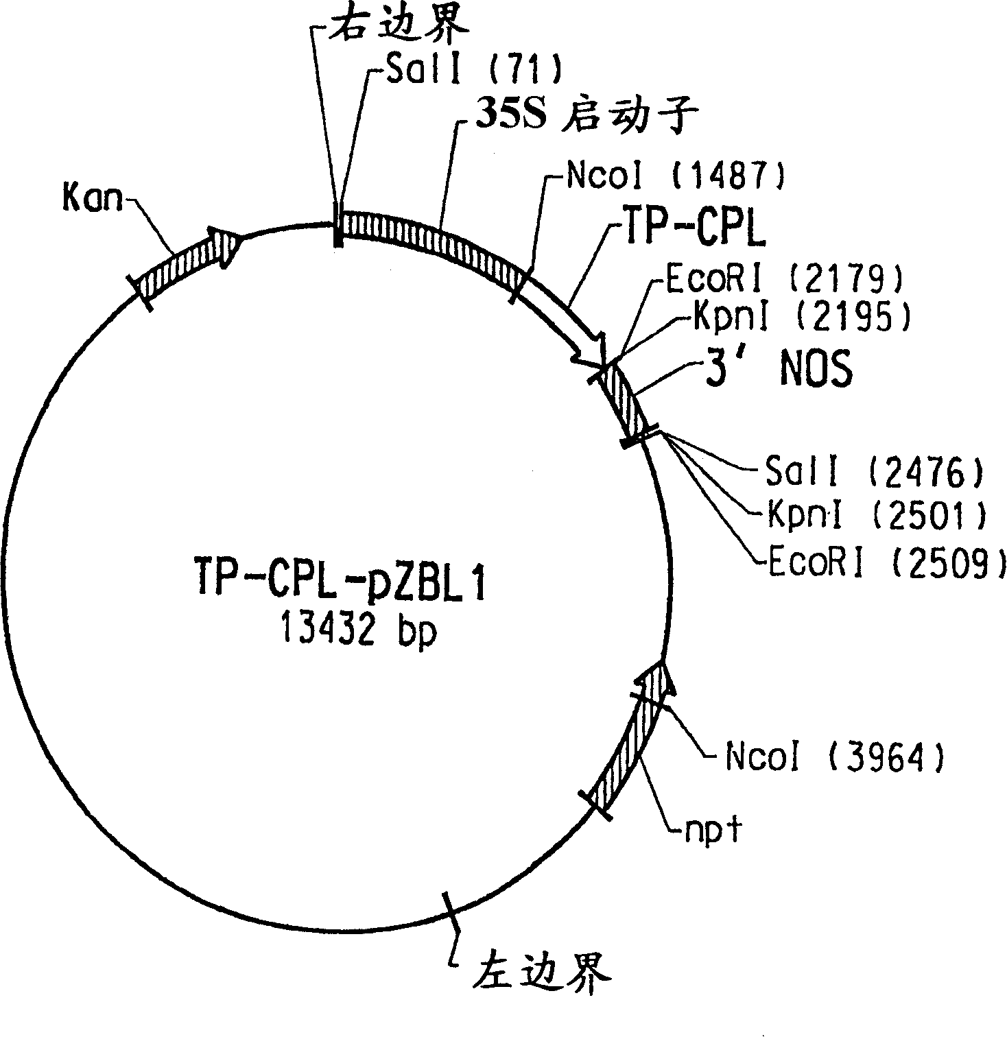 High level production of P-hydroxybenzoic acid in green plants