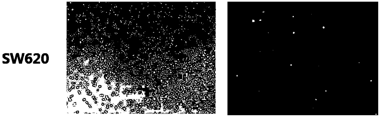 In vitro tumor cell 3D collective invasion model and construction method thereof