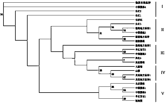 Primers for detection of cherry ssr markers