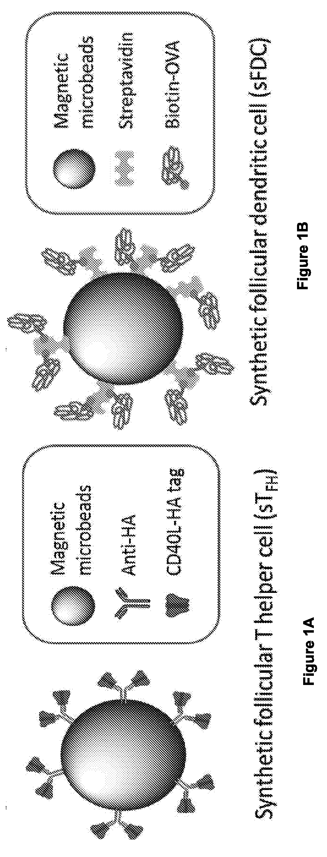 Methods for Generating Functional Therapeutic B Cells ex-vivo