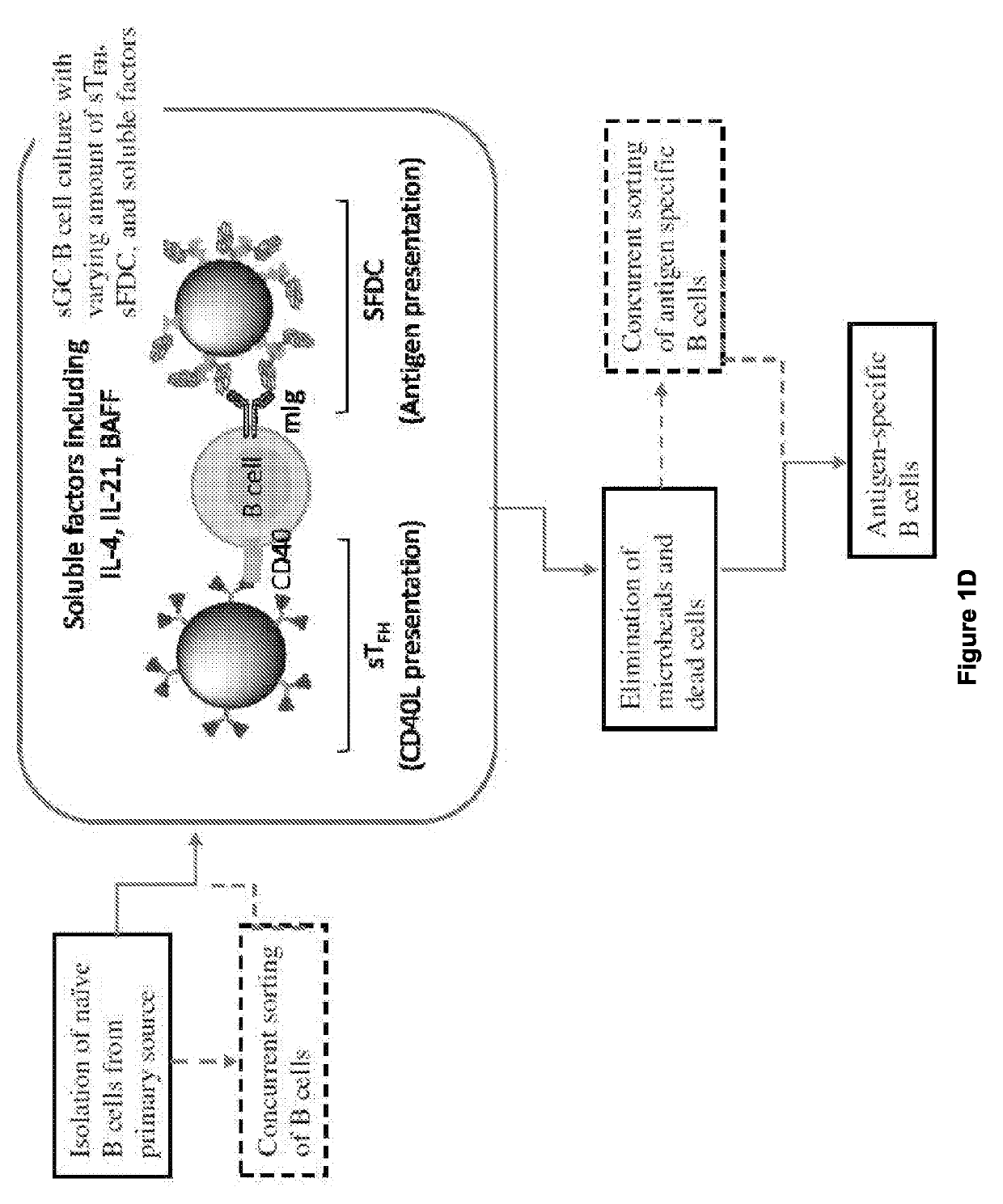 Methods for Generating Functional Therapeutic B Cells ex-vivo