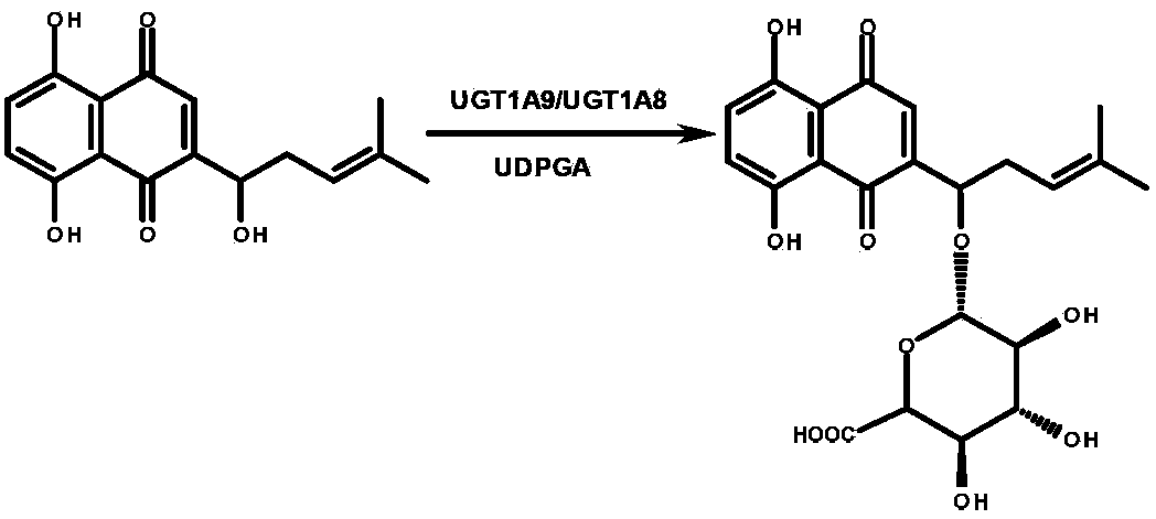 UGT1A9/1A8 specific probe substrate and use thereof